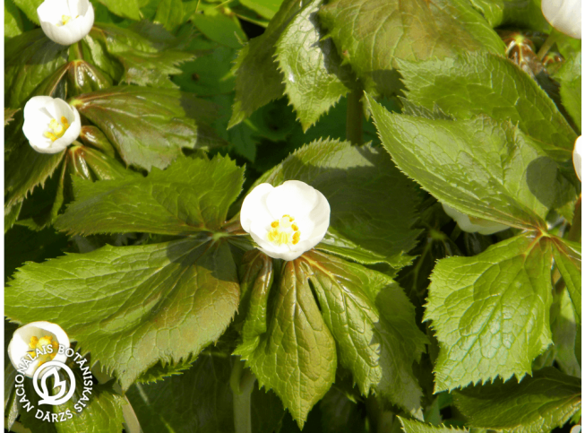 Podophyllum hexandrum